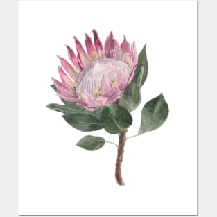 Pink Protea Flower Watercolour Painting Posters and Art